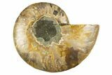 Cut & Polished Ammonite Fossil (Half) - Crystal Pockets #310593-1